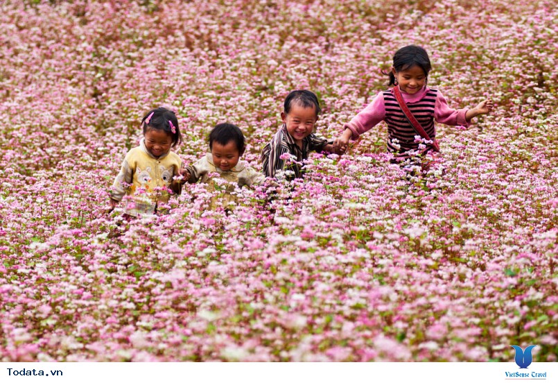 Lễ hội hoa tam giác mạch hà giang 2016 có gì